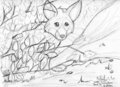 Fox Out of Foliage