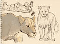 Lioness studies