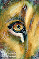 Lioneye