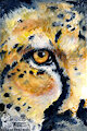 Cheetah's Eye