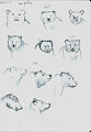 Bear head practice sketches
