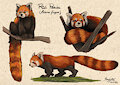 Red Panda process on Procreate