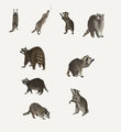 raccoons by anir