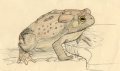 American Toad  by SiraLoba