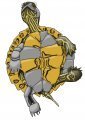 Cyborg Map Turtle 