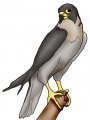 Peregrine Falcon 