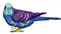 Spectacular Budgerigar 