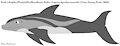 Peale's Dolphin by ChrisTheWhaleKing