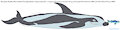 Hourglass Dolphin by ChrisTheWhaleKing