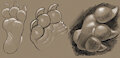 paw study by RadLizer