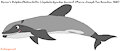 Hector's Dolphin by ChrisTheWhaleKing