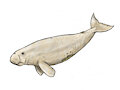 Freshwater Dugong by Jack Liddle by Harpagornis