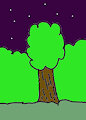 Nightime in the Woods