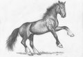 Horse 3 by Aquilion