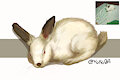 a drawing of my pet
