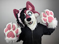 our new husky by rowdynub