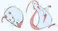 rats by NYAROMA