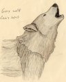 Gray Wolf 