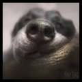 Oh Nose !