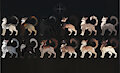 ADOPTS // CATS