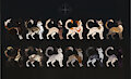 OPEN CAT ADOPTS