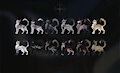 OPEN CAT ADOPTABLES