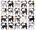 OPEN // CAT ADOPTABLES