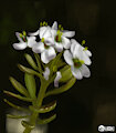 2026 03 21 Iberis Amara by DrQube