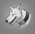 Madarao Headshot