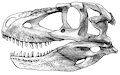 Daspletosaurus