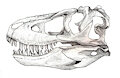 Tarbosaurus