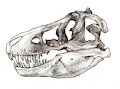 Tyrannosaurus