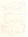 sea-mammals by matuska