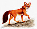 Dhole by PapuPaws