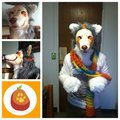 Mango Fursuit!