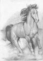 Horse 4 by Aquilion