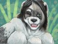 A gift of Panda