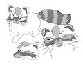 Raccoon by felinepus