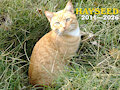 Hayseed: 2011&ndash;2026 by CCritt93