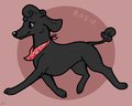 poodle doodle