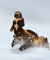 gulo gulo taur by FrickenStoat
