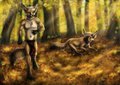 Woodland Run