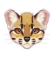 Tilcayo Tiger Cat! by PookaPools