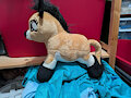 Cave pony