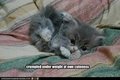 cuteness by creamhot