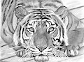 Baran the Tiger by wielder13