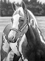A Gift by wielder13