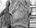 Our Old Horse by wielder13