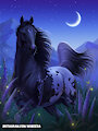 Appaloosa horse by MsBeesa