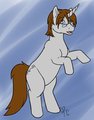 First Pony